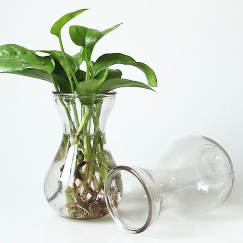 Ứng dụng của hoa rum trong trang trí nội thất, cắm bình đơn giản